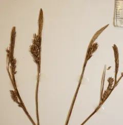 spring sedge thumbnail 2