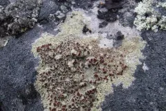 Lapland Bloodspot Lichen thumbnail 1