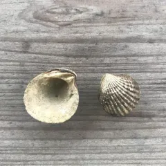 Northern Cardita thumbnail 2