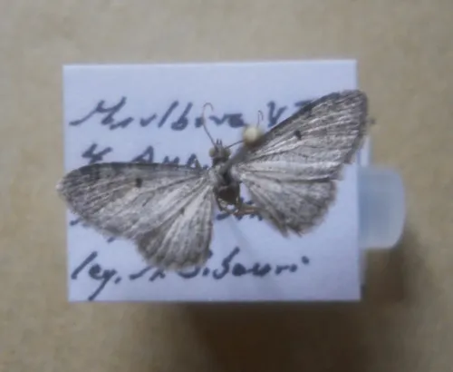 Fletcher's Pug Moth