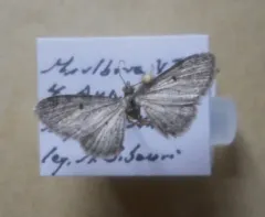 Fletcher's Pug Moth thumbnail 1