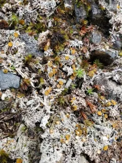 Brigantiaea fuscolutea thumbnail 1