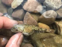 Paiute Sculpin thumbnail 2