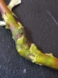 Rabdophaga salicistriticoides thumbnail 2