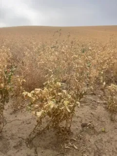 chickpea thumbnail 2