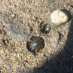 Striped Green Sea Anemone thumbnail 3