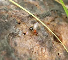 Mycetaulus longipennis thumbnail 2