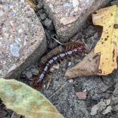 Brown Centipede thumbnail 3