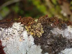 Lobaria silvae-veteris thumbnail 2