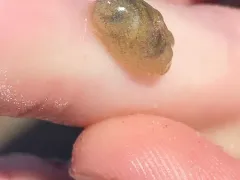 Solitary Glassy-bubble thumbnail 1