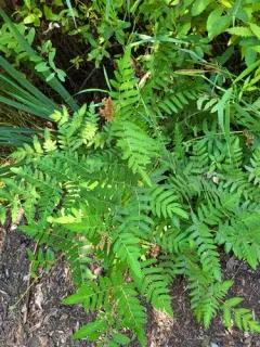 European royal fern thumbnail 3