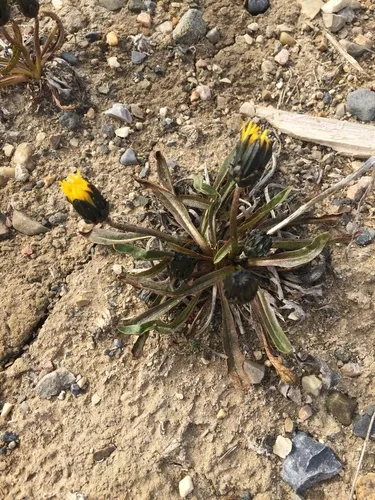 Northern Dandelion