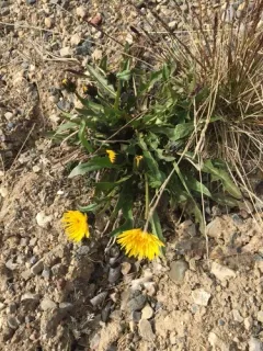 Holmen's dandelion thumbnail 3