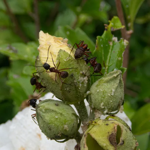 Ferruginous Carpenter Ant