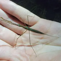 Brown Waterscorpion thumbnail 2