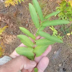 Low False Bindweed thumbnail 4