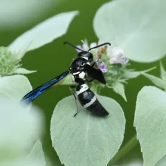 Pseudodynerus quadrisectus thumbnail 4