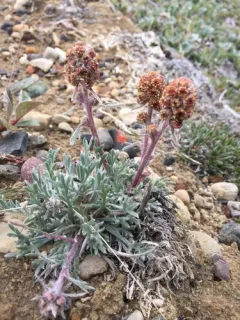 Richardson's Sagewort thumbnail 4