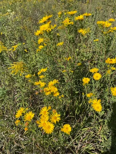 Ballard's Hairy False Goldenaster