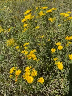 Ballard's Hairy False Goldenaster thumbnail 1