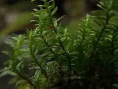 Large Hair Moss thumbnail 2