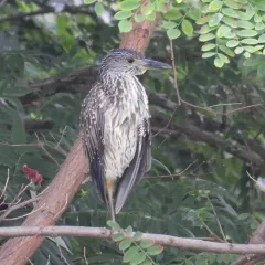 Yellow-crowned Night Heron thumbnail 2