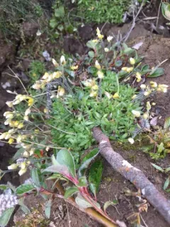 Flat-top Whitlow-grass thumbnail 2