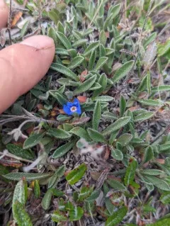 Eritrichium boreale thumbnail 2