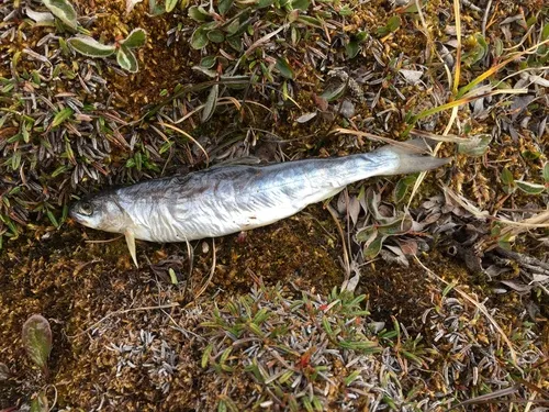 Arctic Char