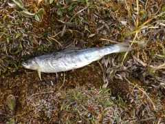 Arctic Char thumbnail 1