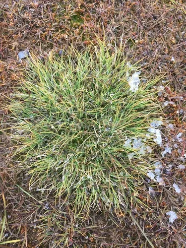 Bear Sedge