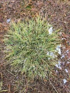 Bear Sedge thumbnail 1