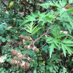 Cutleaf Blackberry thumbnail 4