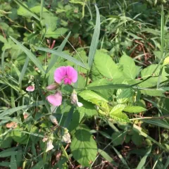 broad-leaved sweet pea thumbnail 3