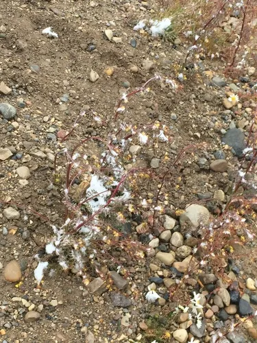 Northern Tansymustard