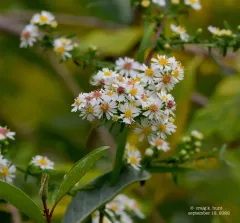 Small White Aster thumbnail 3