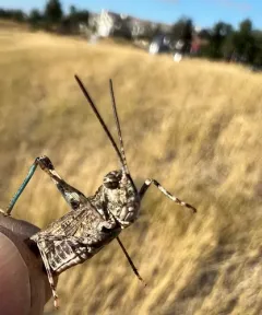 Kiowa Grasshopper thumbnail 4