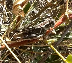 Gladston's Spur-throat Grasshopper thumbnail 3