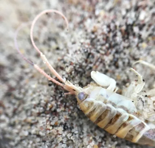 Common Atlantic Sandhopper