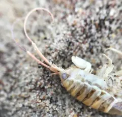 Common Atlantic Sandhopper thumbnail 1