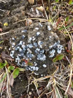 Blue Blister Lichen thumbnail 1
