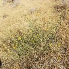Rush Skeletonweed thumbnail 4