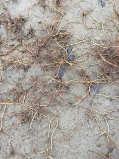 Creeping Alkali Grass thumbnail 4