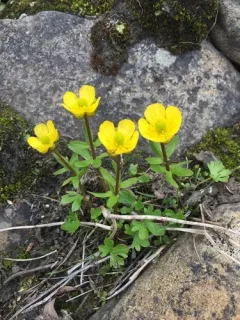 Snowy Buttercup thumbnail 2