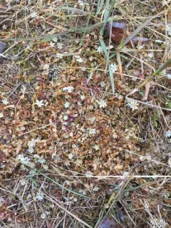 Creeping Sandwort thumbnail 2
