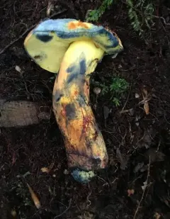 ink stain bolete thumbnail 4