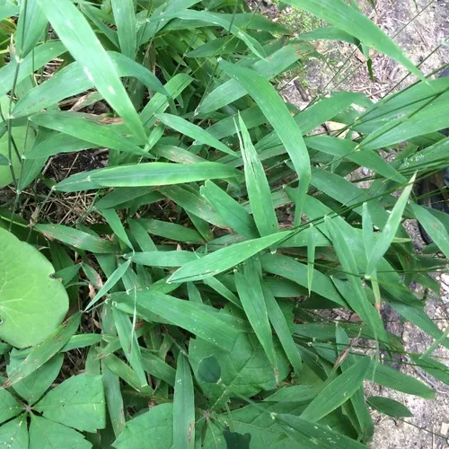 Long-awned Wood Grass