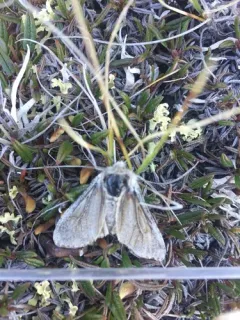 Arctic Woolly Bear Moth thumbnail 1