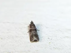 Sweetgum Leafroller Moth thumbnail 2