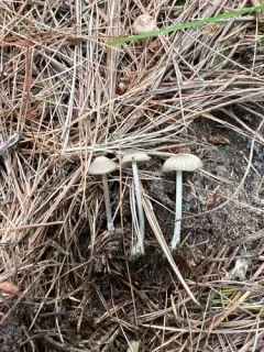 Entoloma incanosquamulosum thumbnail 3